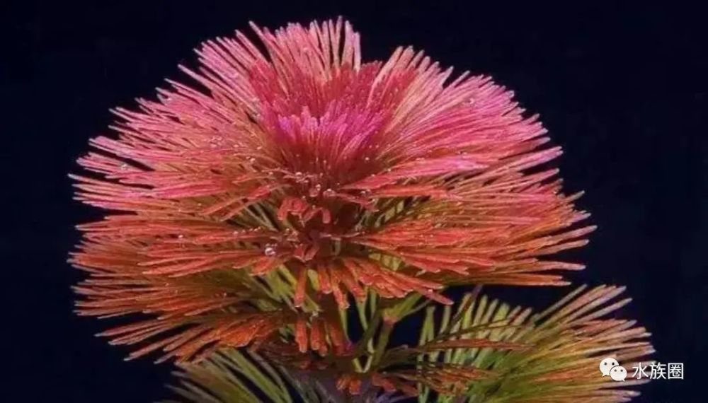 26种不需要co2的水草 看了少走点弯路 腾讯新闻