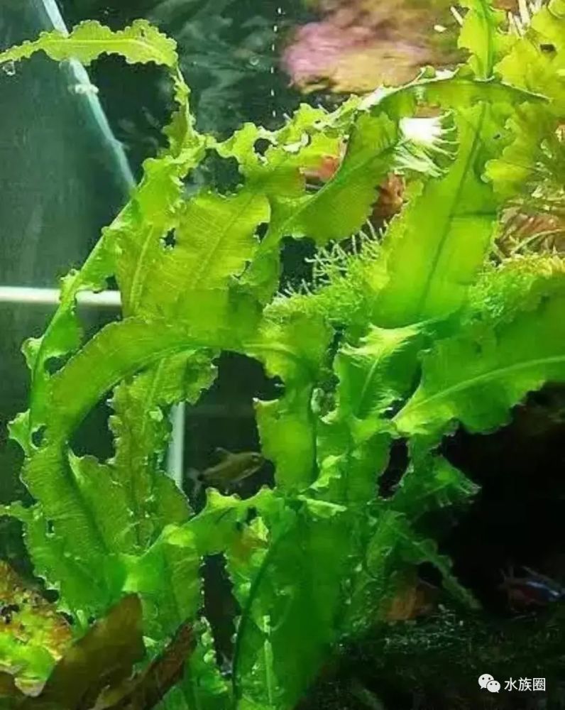 26种不需要co2的水草 看了少走点弯路 腾讯新闻