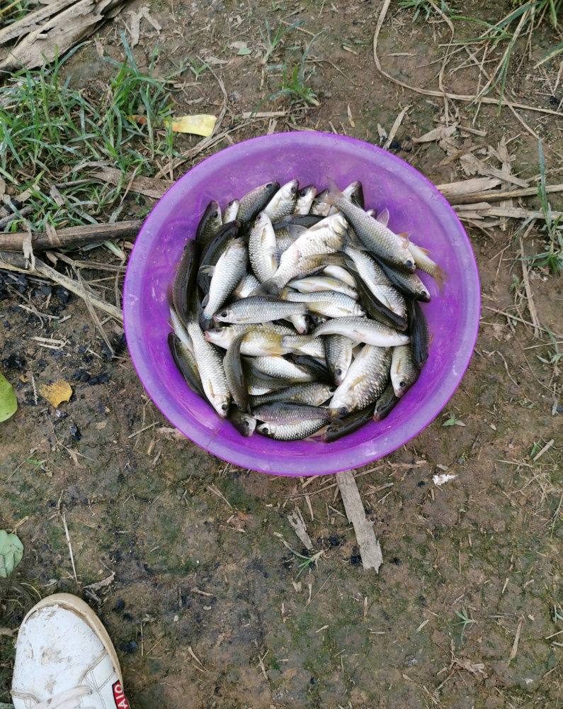 广西钦州一小河里石鲮鱼大爆发,钓鱼人:钓了半桶