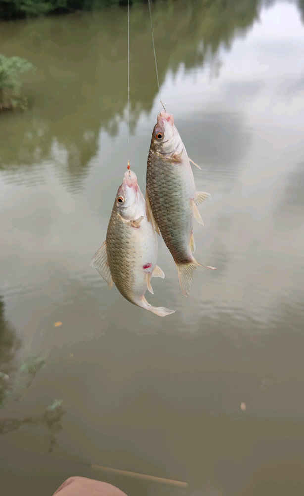 广西钦州一小河里石鲮鱼大爆发,钓鱼人:钓了半桶
