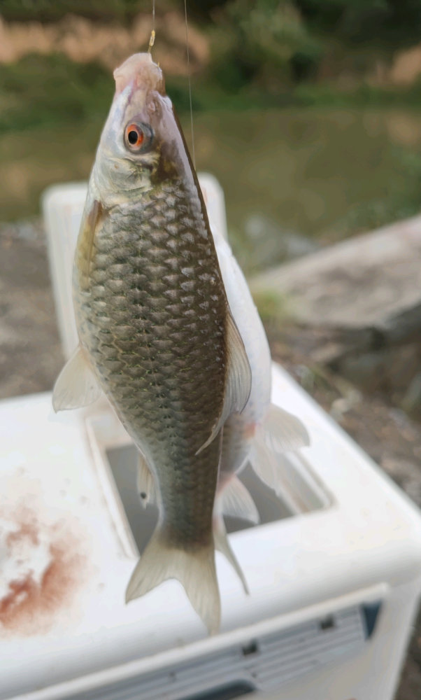 广西钦州一小河里石鲮鱼大爆发,钓鱼人:钓了半桶_腾讯新闻