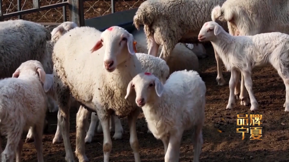 因为宁夏滩羊羊羔长在45天-55天