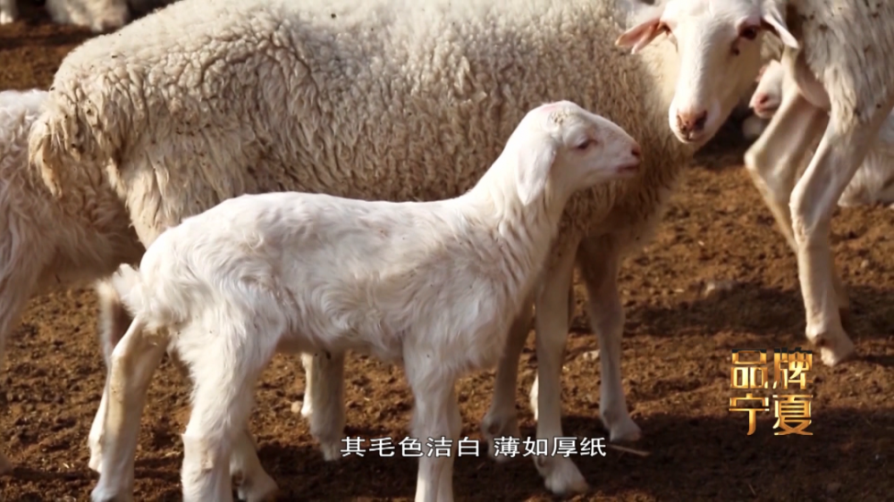 土土的宁夏二毛皮如何走出时尚国际范 腾讯新闻