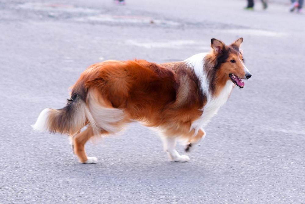 寻根问祖系列(6:喜乐蒂牧羊犬(shetland sheepdog)