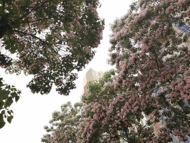 暮春时节,郑州市区,黄河北街,两侧树木又开花