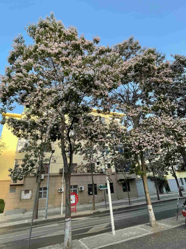 黄河北街两侧的行道树开花了,你未必知道它的名字