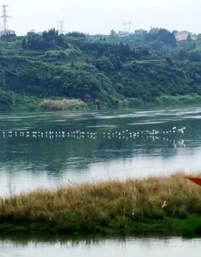 洪江市:安江生态环境持续向好 成群白鹭落户三岩湾|安江镇|洪江市