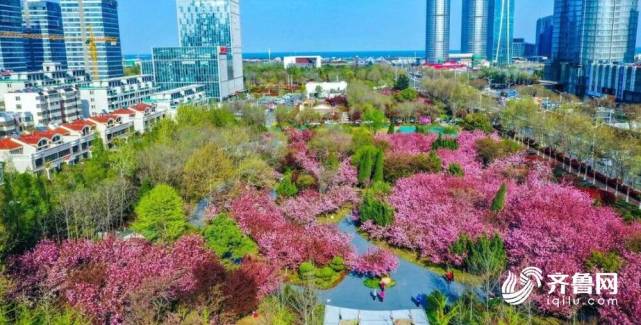 34秒日照东港区樱花园进入盛花期粉色花海魅力无限