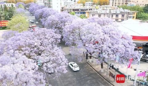 蓝花楹开了 四川西昌深陷 蓝海 腾讯新闻