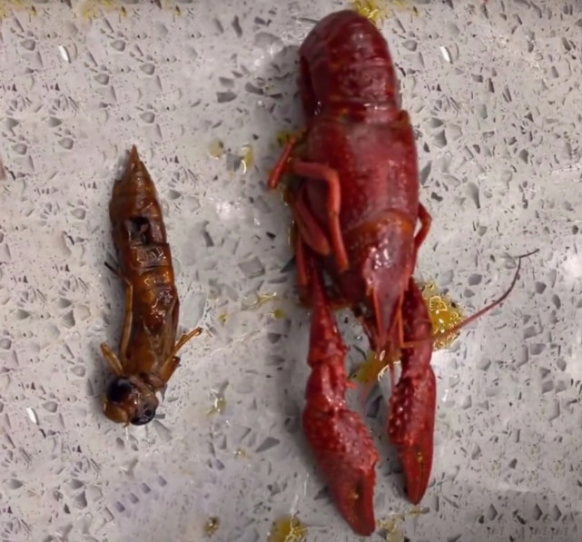 男子在一餐厅吃小龙虾,吃出虫子,店家告知是"小龙虾"的小时候