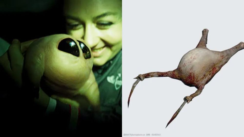 从背影看神似《半条命》猎头蟹,正面却是小可爱的抱脸虫.