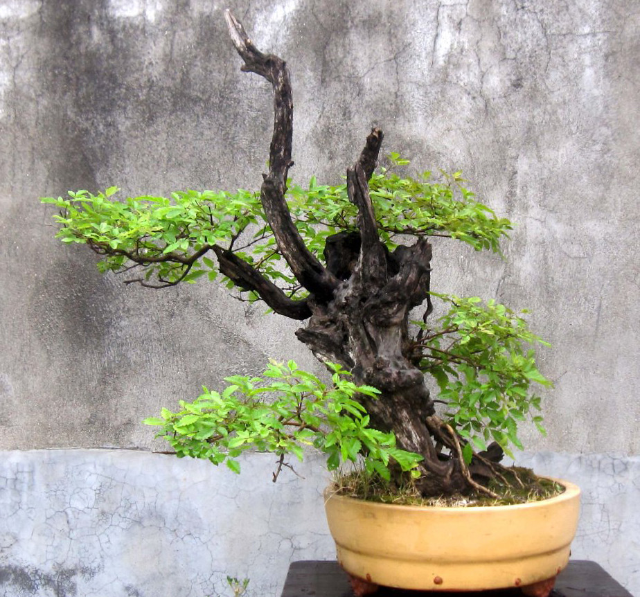 莫嫌乡间杂木贱修修剪剪两三年养出风骨来千金难估