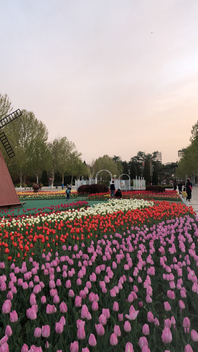 保定市植物園30種6萬株鬱金香競相開放