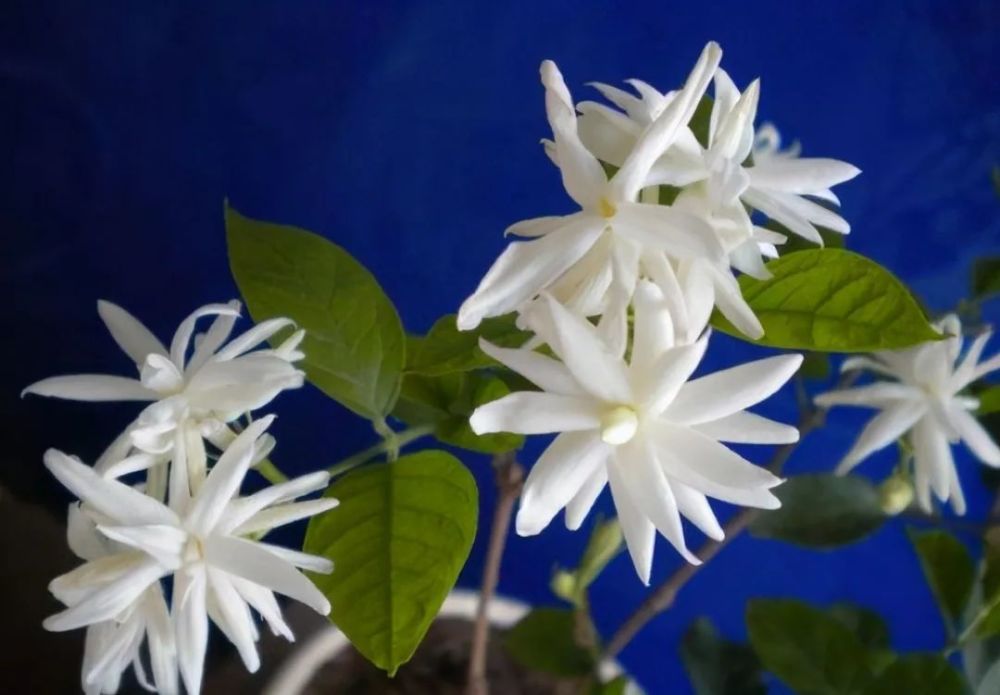 单瓣茉莉的养护"小秘诀",让它枝繁叶茂长爆盆,单次开花上百朵