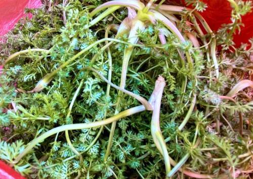 和那些一下子叫不出名字的野菜每一种都有属于自己的独特风味咀嚼齿间