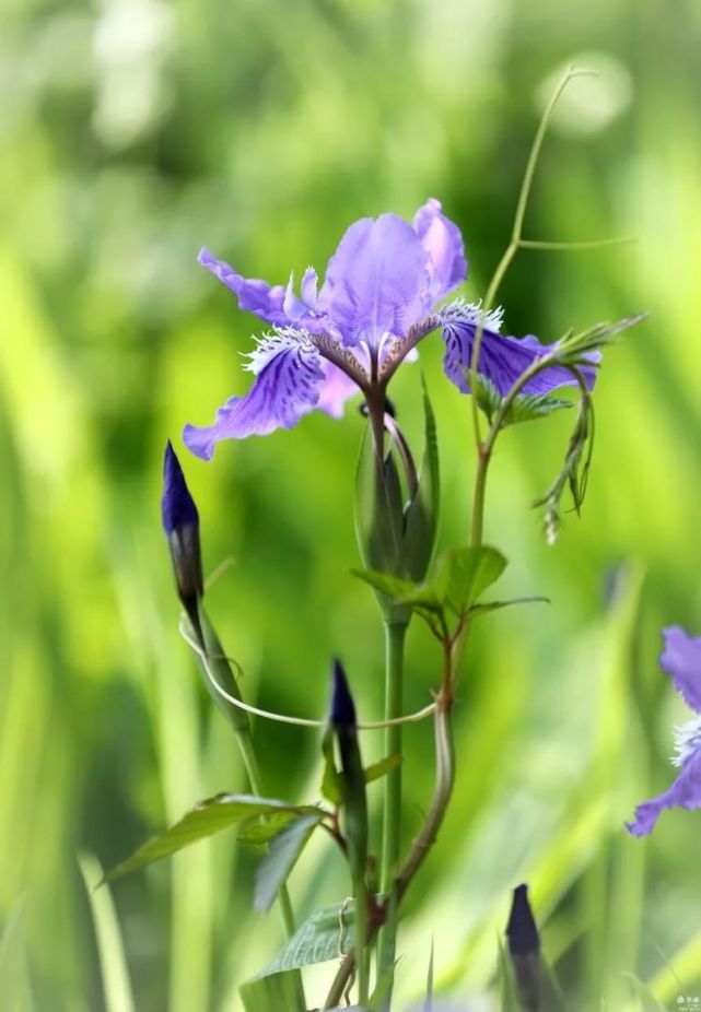 又叫蝴蝶花,樣子極像展翅的蝴蝶,又名:藍蝴蝶,紫蝴蝶.