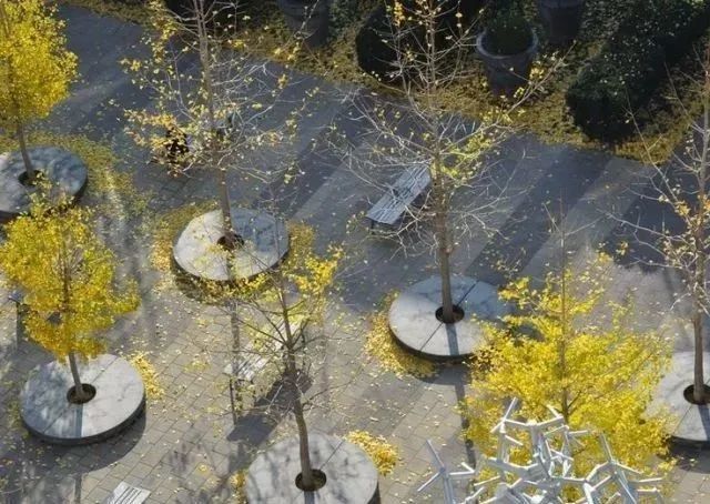 景观设计树阵景观的植物配置要点