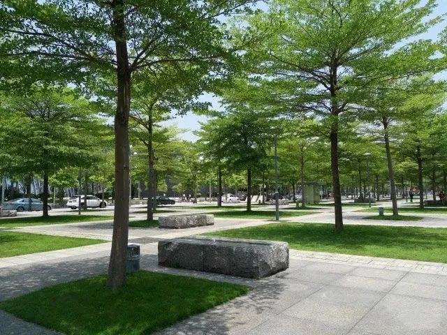 日本树阵广场图片