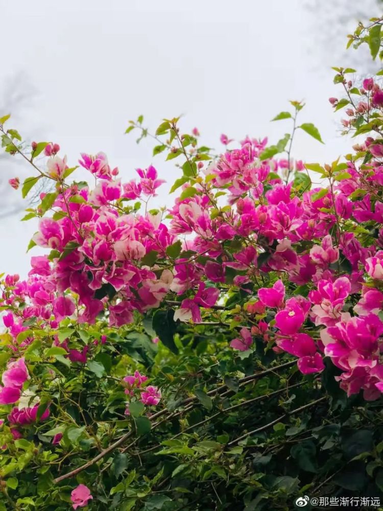 四月京城最美的風景京城獨有百花春意濃一花一世界