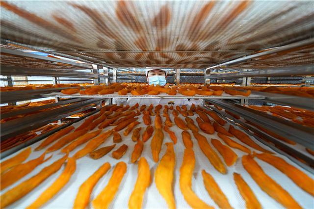 4月16日,滦州市古城街道郑家场村花农在智能温室内打理种植的鲜花.