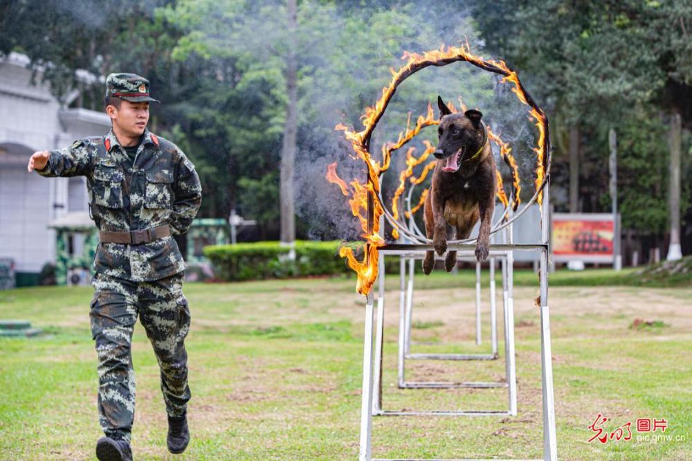 广西南宁:强化训练提升军犬实战能力