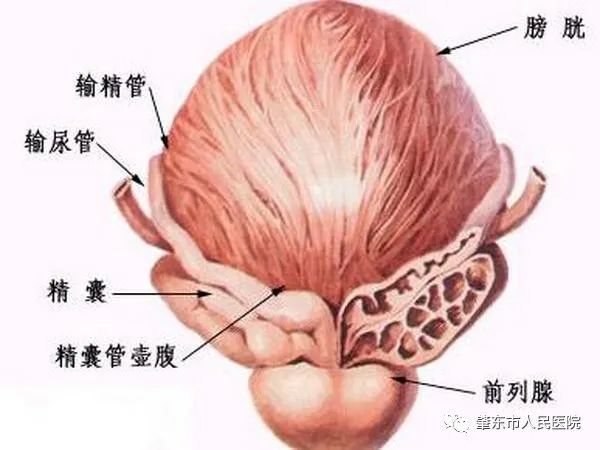 前列腺疾病免費公益篩查在我院舉行|腫瘤|前列腺疾病|前列腺癌|前列腺