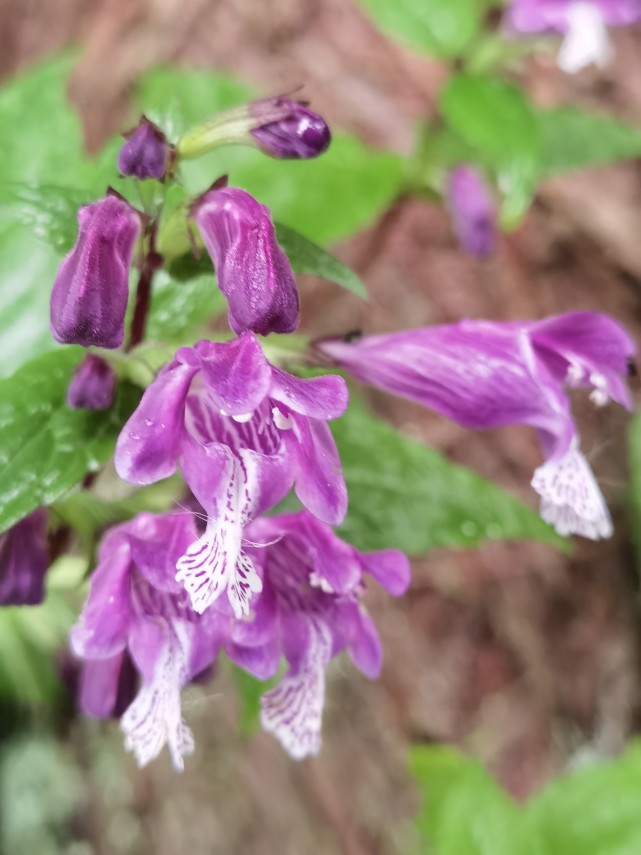 峨眉山野生药材系列龙头草