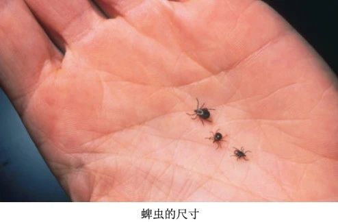 银狐被33只蜱虫"群殴",自行求助警察,网友大喊:太聪明了!