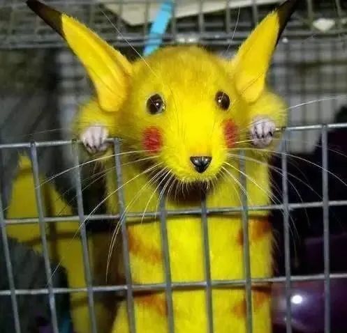 没想到它是鼠兔?丨动物蝌学