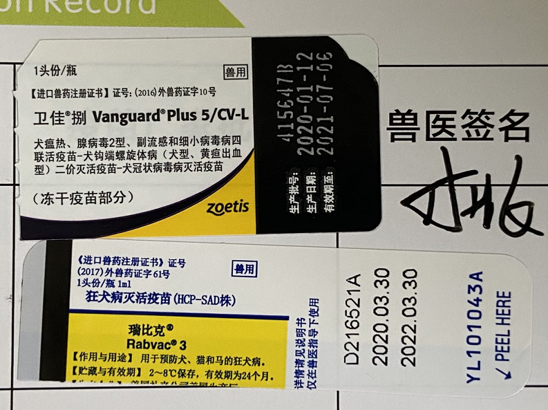 单位和个人饲养犬只 应按规定定期免疫接种狂犬病疫苗 携带犬只出户