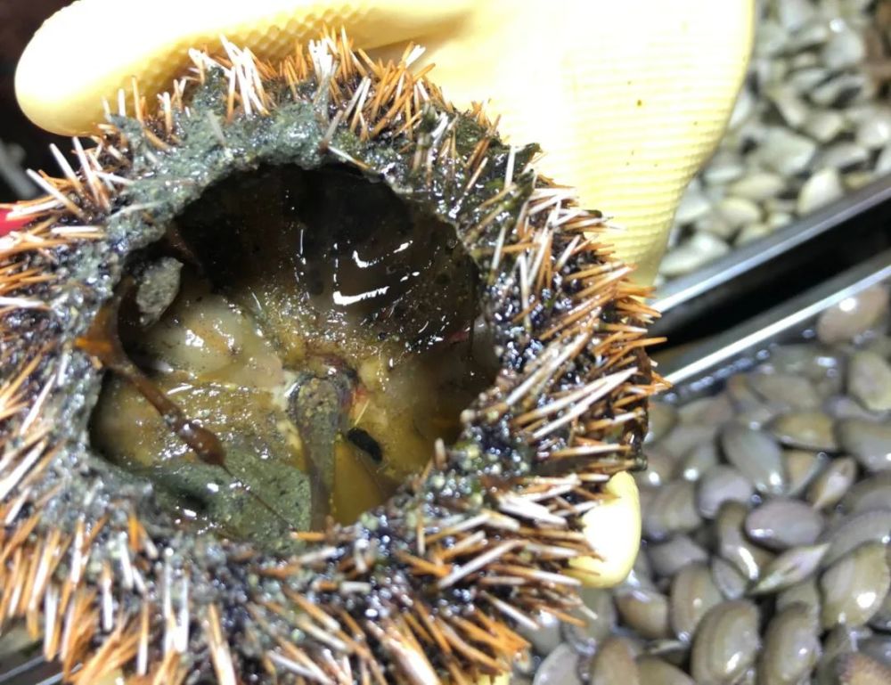 三亚海胆事件游客删道歉视频记者实地调查发现