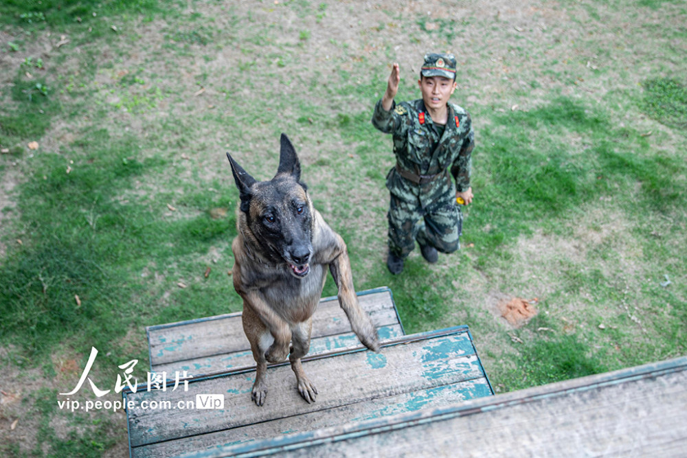 4月17日,武警廣西總隊機動支隊組織訓導員攜軍犬開展基礎服從,戰術