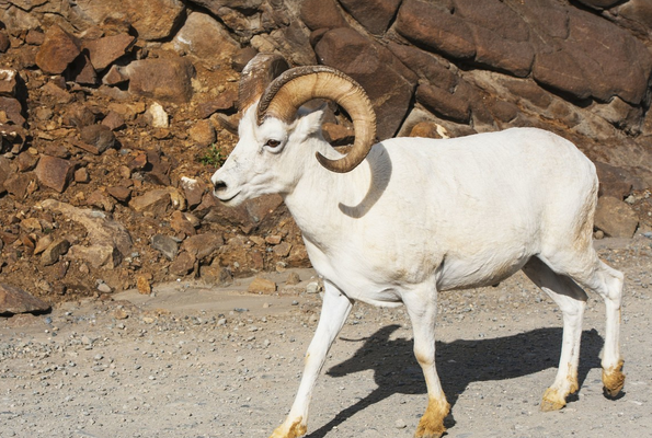 属羊人:2021年财神降临富贵后半生,尤其是