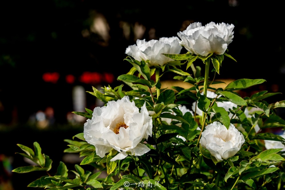 不只洛阳有牡丹 西安青龙寺的牡丹国色天香 还可以免费欣赏 腾讯新闻