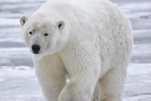 极地中的超耐寒生物号称唯一冻不死的生物能在冰块中自由穿行