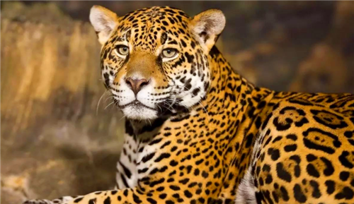 古代凶兽"彪"是啥动物?专猎守老虎为食,2005年后仅被拍到3次