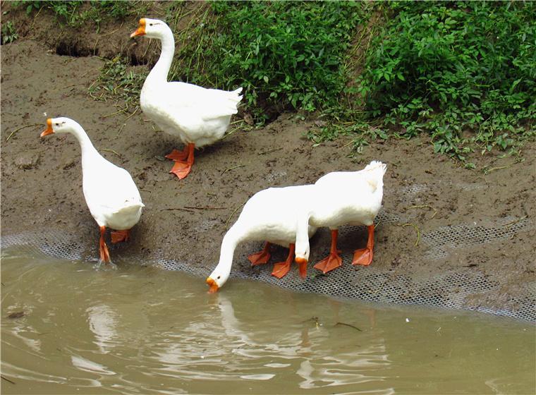 鹅粪能杀死蛇有何科学依据?_腾讯新闻