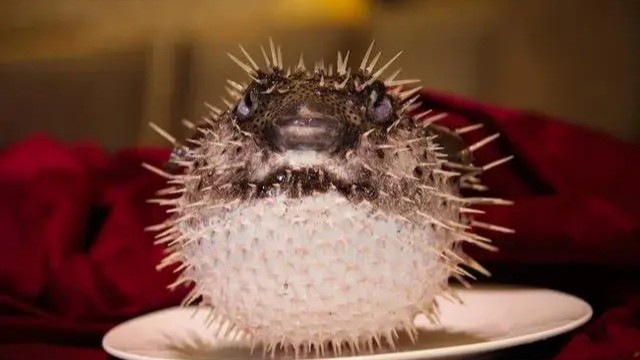 海口一男子手指被刺鲍鱼咬断,这也太大意了吧