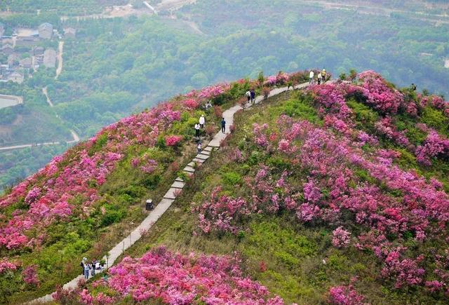 太美了!央視打卡奉化這個網紅景點|奉化區|杜鵑花|金峨村|央視|金峨山