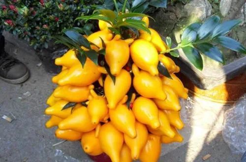 黄晶果(黄金果)怎么养护?要注意什么事项?