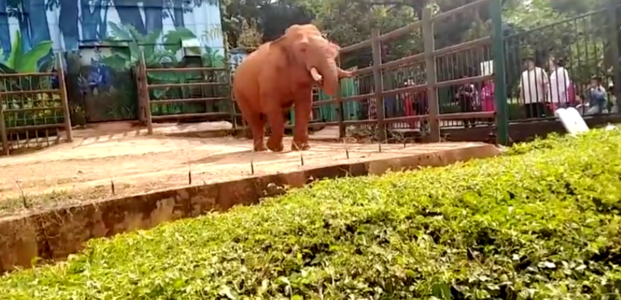 一名游客竟然喂食大象塑料袋!