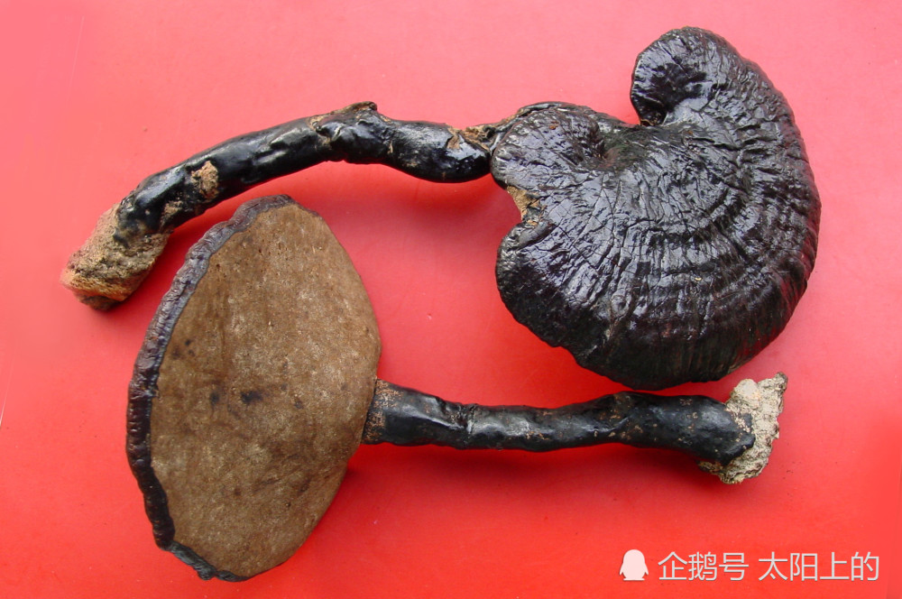 什么灵芝抗癌最有效果?