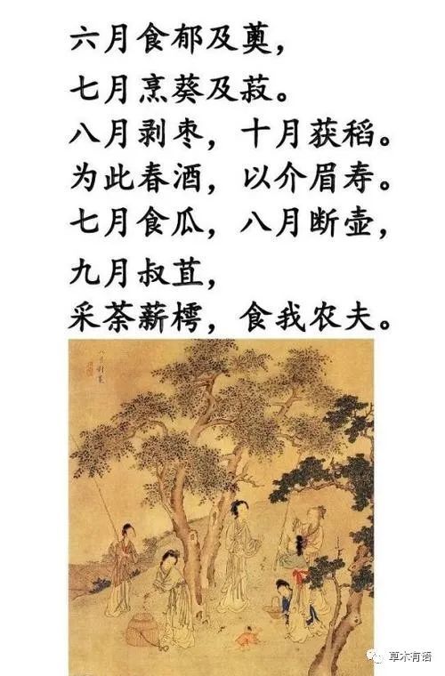 墙角的冬葵从诗经中穿越而来