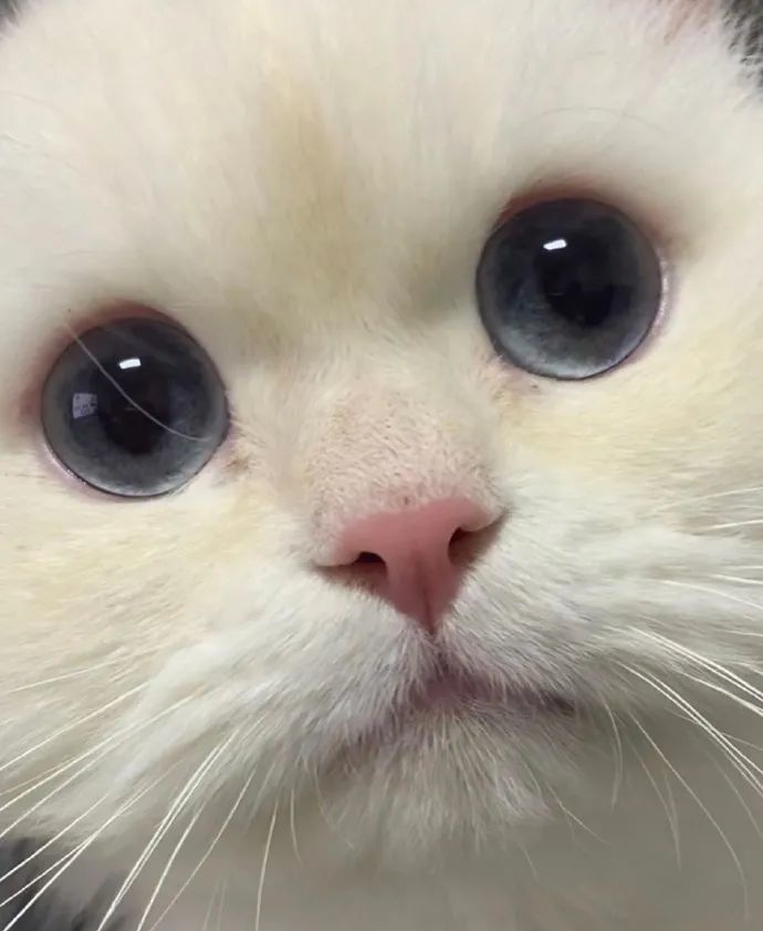 猫猫大脸怼镜头的照片太可爱了