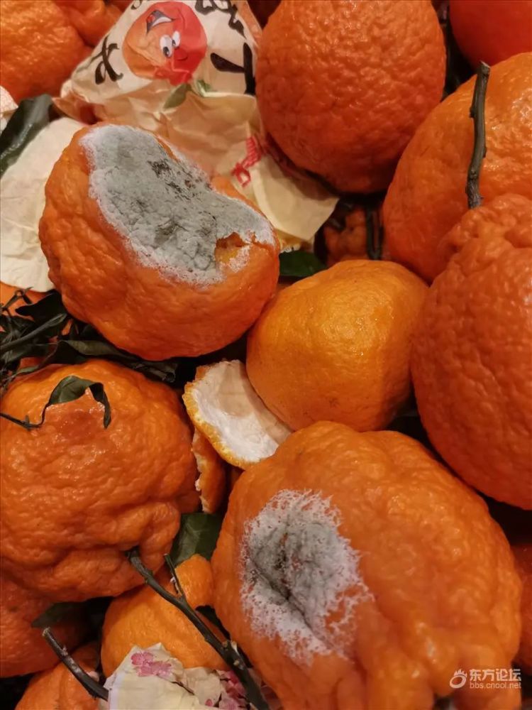 橘子发霉怎么调理味道「橘子发霉怎么调理味道的」