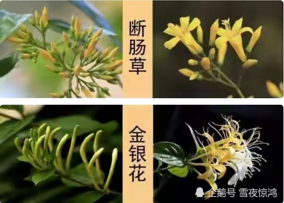 错把断肠草当成金银花 韶关一家人中毒入院 腾讯新闻