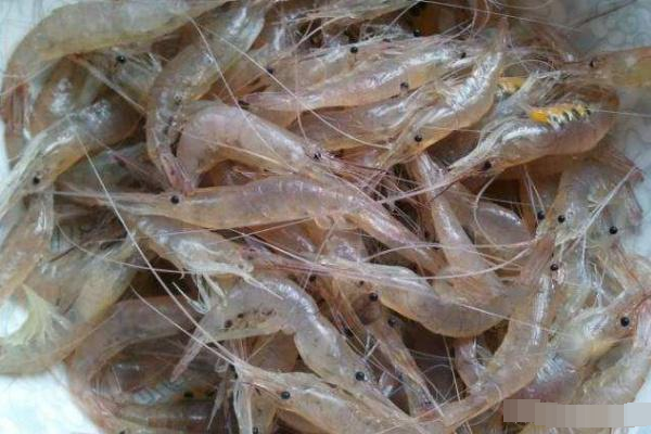 春季小白虾乱跳鲜嫩无比非常好吃吃货教你正确吃法