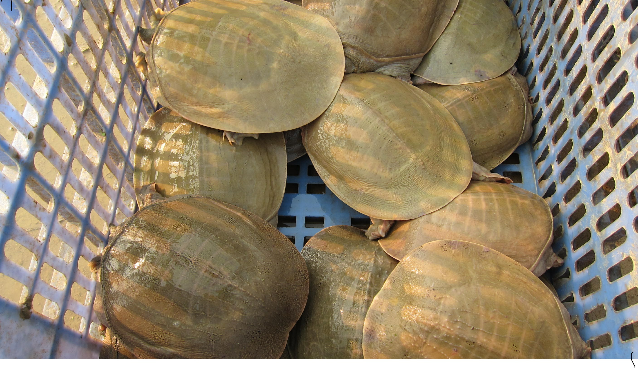 肉质鲜美桂平黄沙鳖