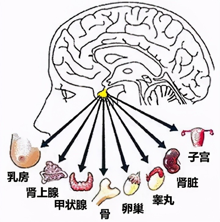 视力不断下降需警惕脑垂体瘤