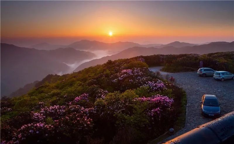 杜鹃花海是阳明山著名景点之一,海拔1500米.